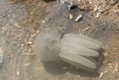我的世界抓水母方法是什么？水母在哪里可以抓到？