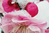 王者荣耀梅花山雪作闲伴活动怎么参加？有哪些奖励？