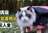 《猫咪狂想曲》中一只救公主的勇敢猫（用游戏走进梦幻世界）