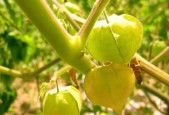《异星探险家》中如何使用刺菇种子玩法攻略（刺菇种子的功能及使用方法详解）