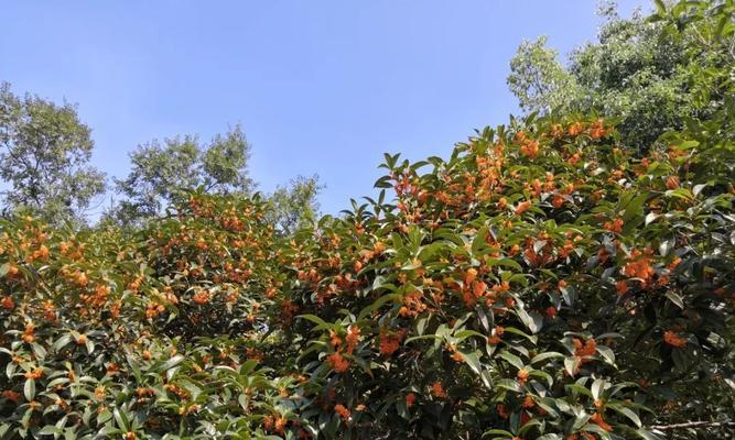 《剑网3指尖江湖》中如何获得桂花采集点（探索江湖之美）  第1张