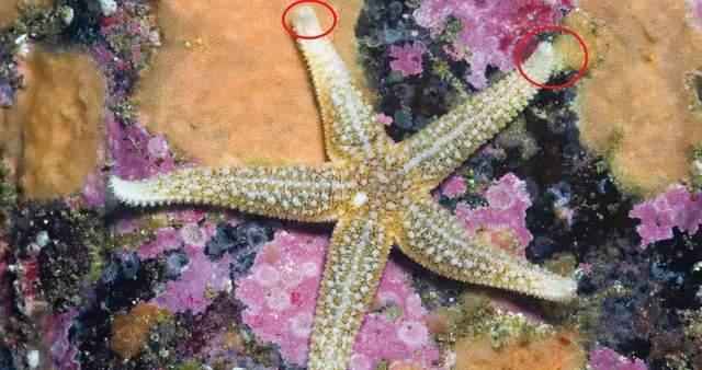 妄想山海星后（探索游戏中妄想山海星后的武器选择和战斗技巧）  第1张