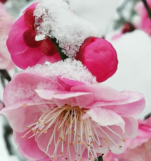 王者荣耀梅花山雪作闲伴活动怎么参加？有哪些奖励？  第1张