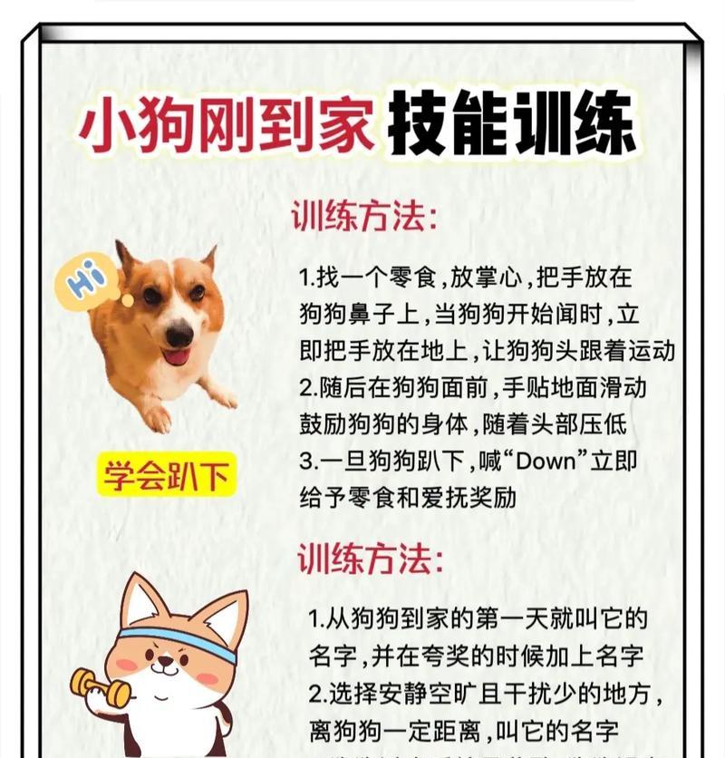 新征途宠物技能学习方法是什么？如何快速掌握？  第2张