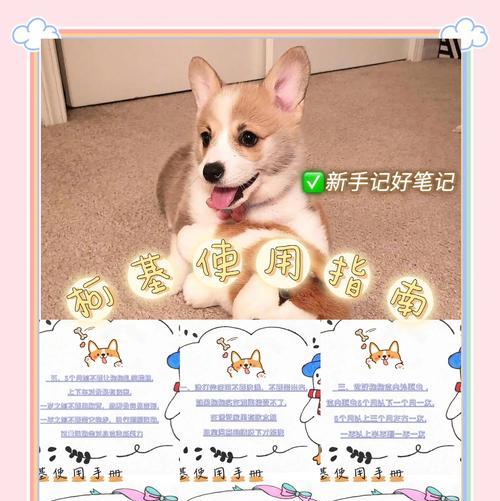 新征途宠物技能学习方法是什么？如何快速掌握？  第3张