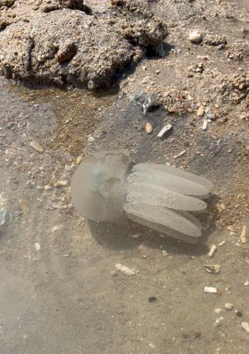 我的世界抓水母方法是什么？水母在哪里可以抓到？  第1张