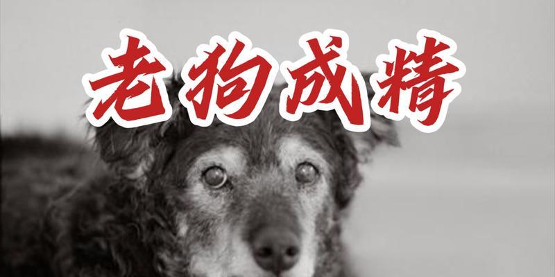 中年狗在大话西游中如何成为高手？  第3张